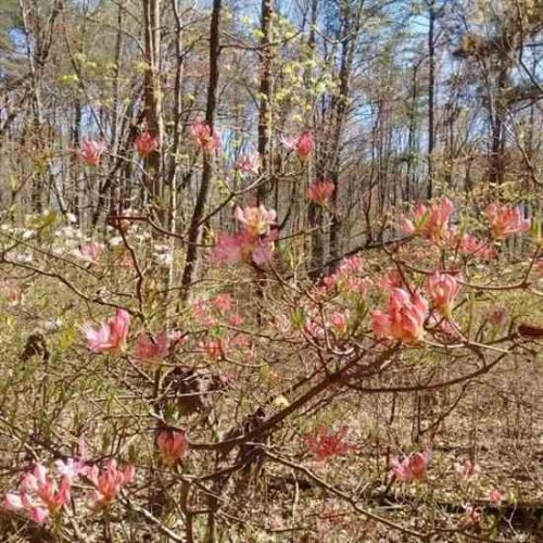 Dragging Poles, Encroachment and Native Azaleas
